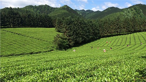 農業部牽頭成立中國茶產業聯盟，公司選為副理事長單位