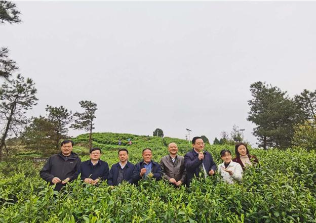 公司負責人陪同省供銷社、湘西州領導一行調研我司青干村茶葉扶貧示范基地
