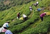 茶農需要你們 政府會支持你們